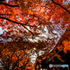 真如堂の紅葉