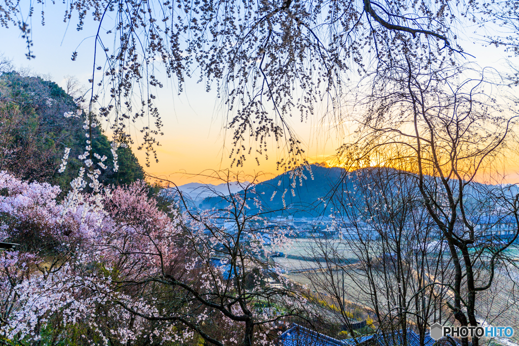 天益寺の桜