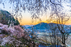 天益寺の桜