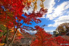 琵琶湖を包む紅葉