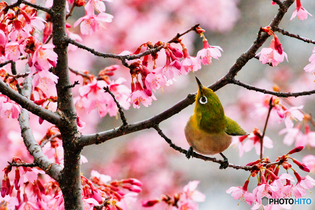 春を見つめて