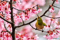 春を見つめて