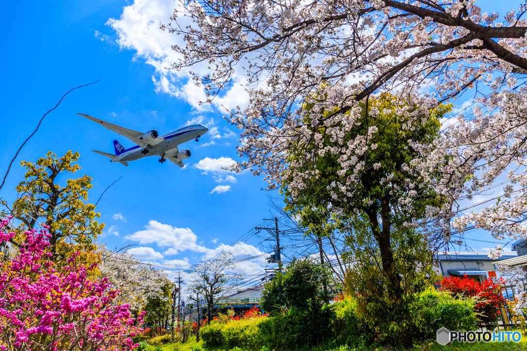 爽快✈桜日和