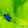 蝶蜻蛉