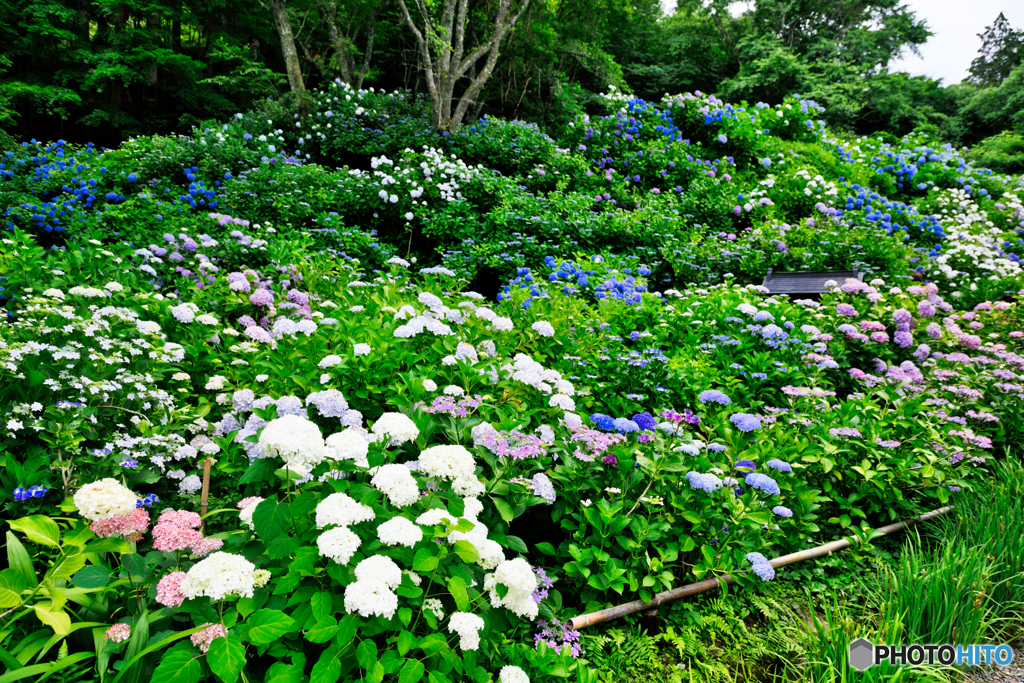 紫陽花スロープ