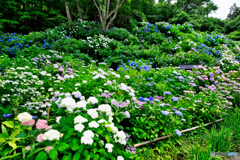 紫陽花スロープ