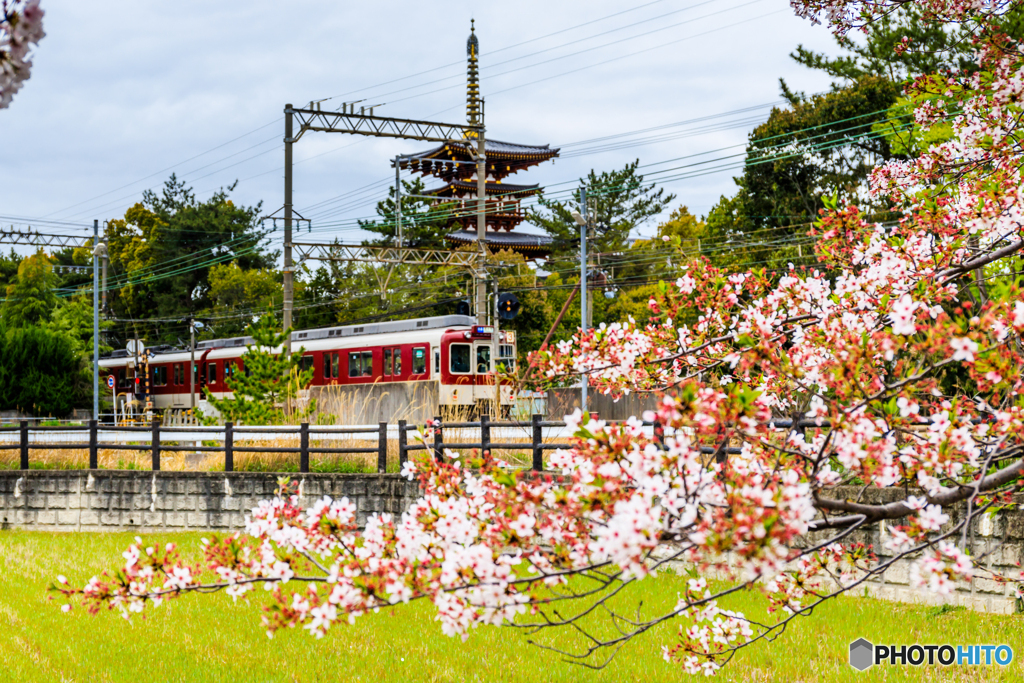 薬師寺と桜たちⅤ