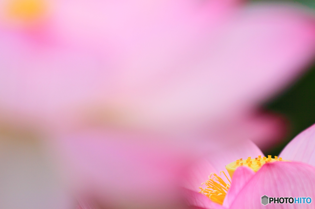 花ガクレ