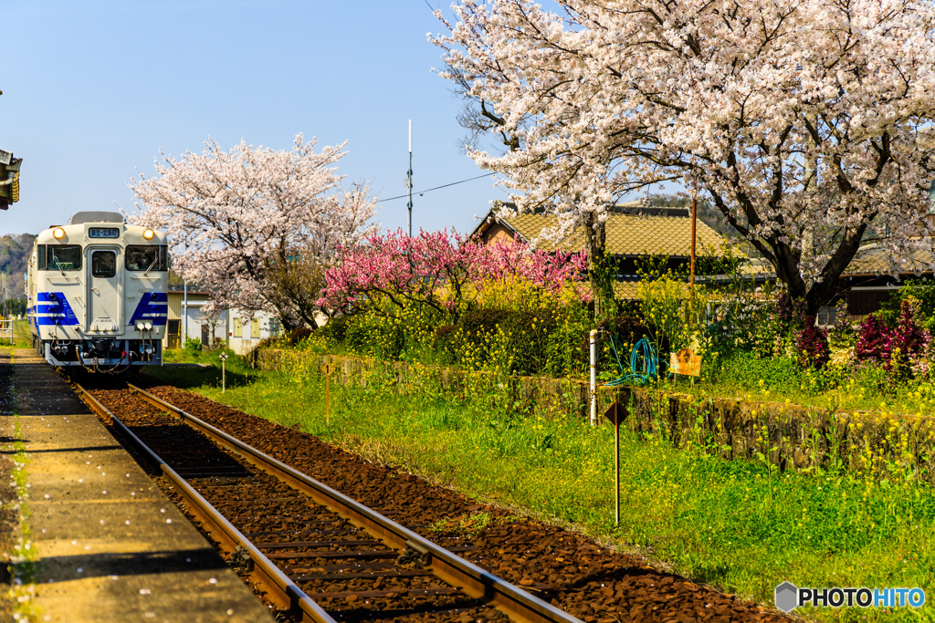 桜ステーション