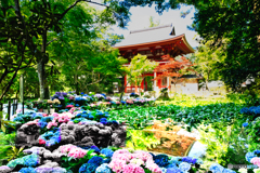 室生寺の紫陽花
