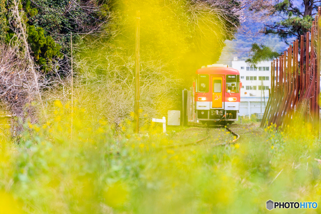 菜の花フレーム
