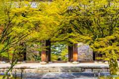南禅寺の桜景Ⅱ
