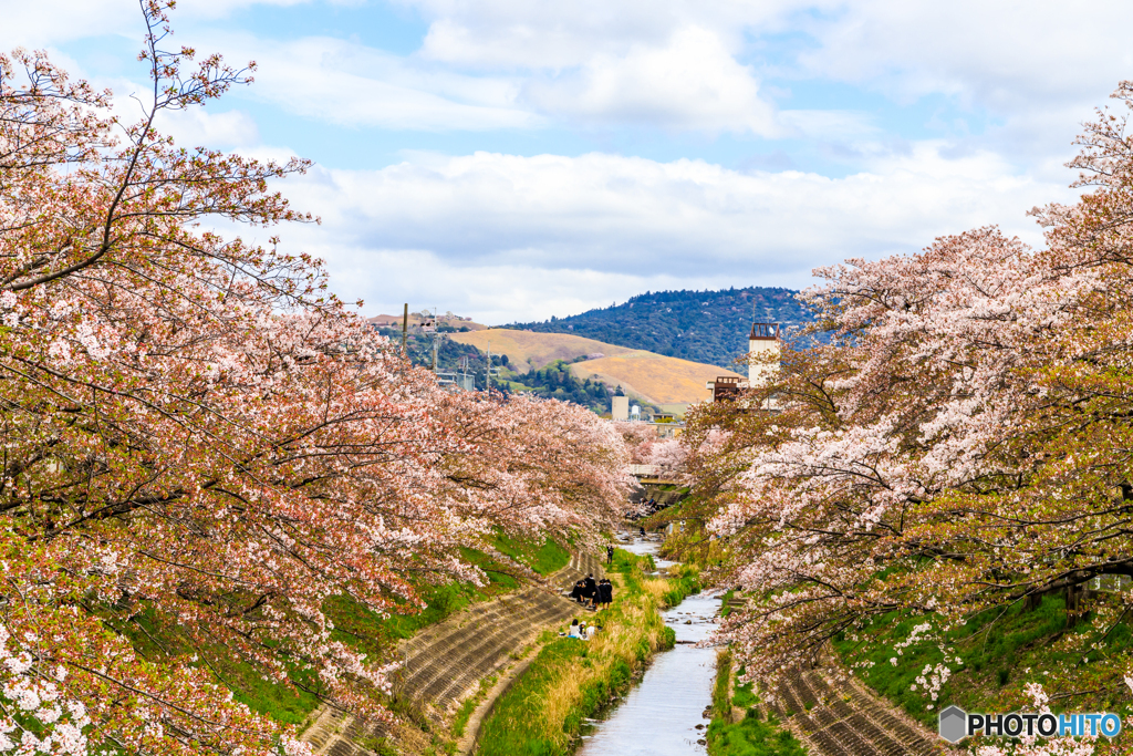 若草山と桜並木