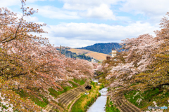 若草山と桜並木