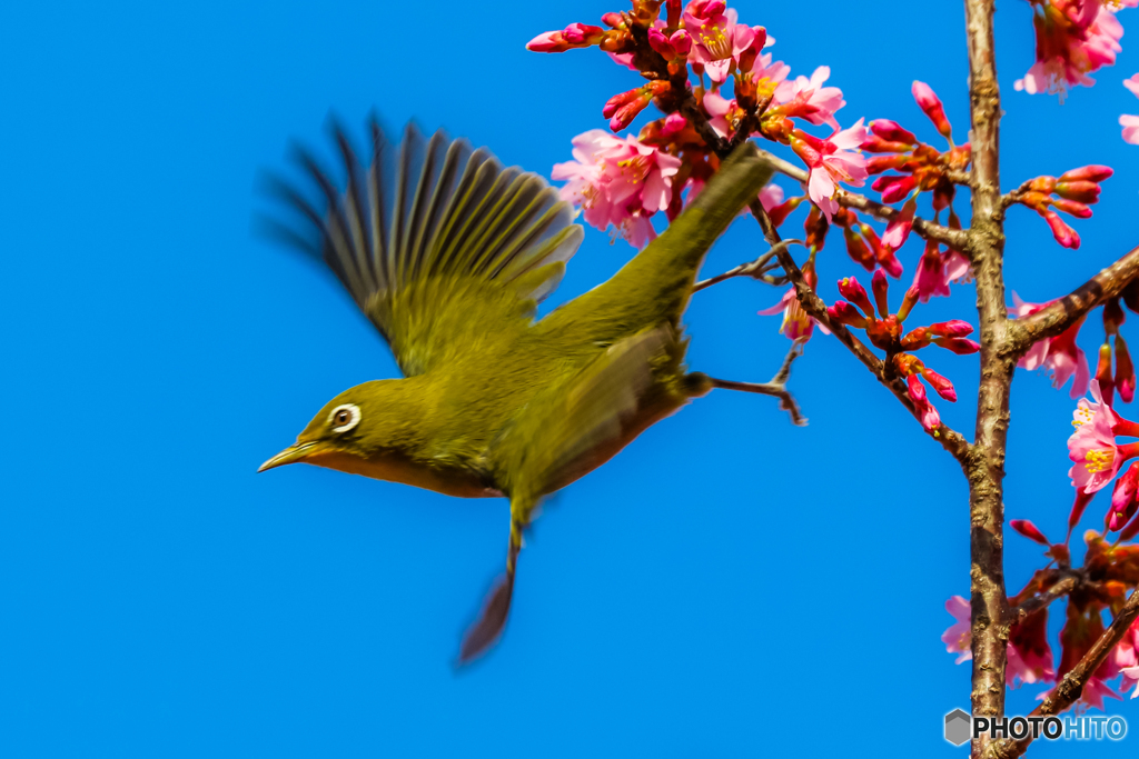 オカメジロ☆☆