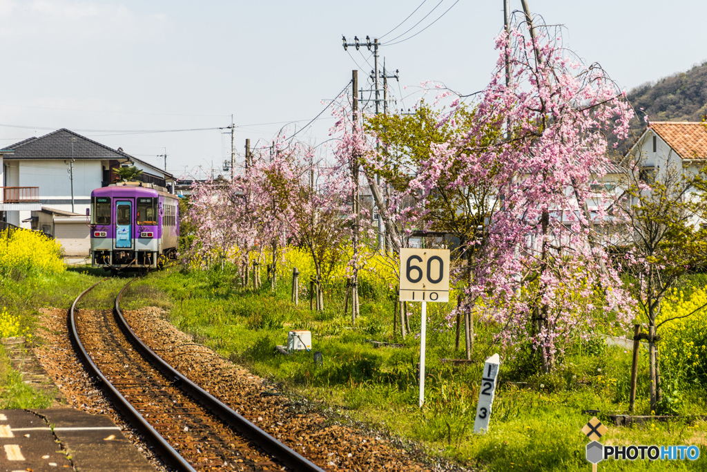 網引のサクラ鉄道