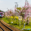 網引のサクラ鉄道