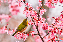 桜花の誘惑