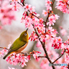 桜花の誘惑