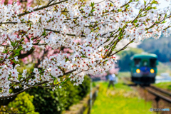北条鉄道の桜景