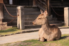 居ねむり