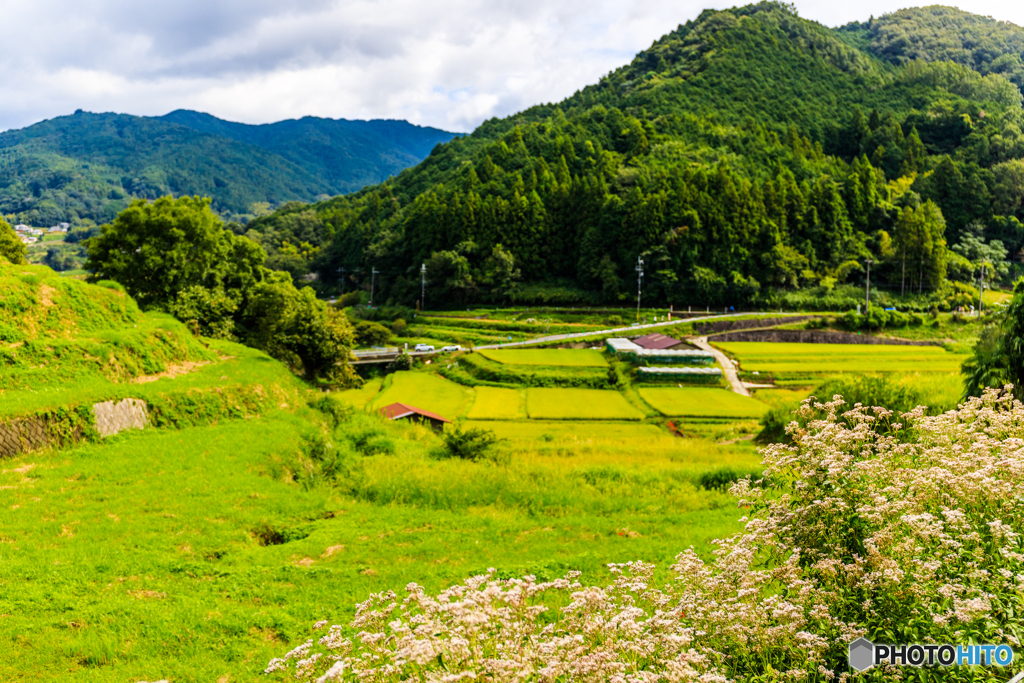 稲渕のフジバカマ
