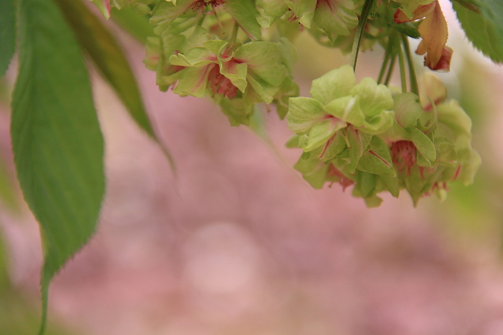 みどり色の桜