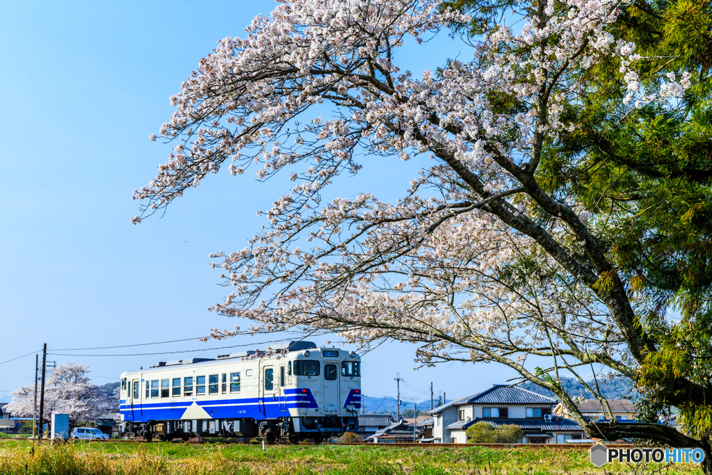 桜沿線サンドイッチ