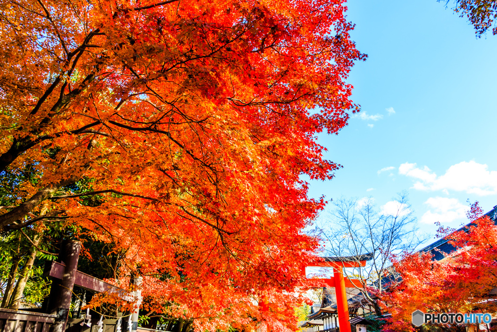 下鴨神社の紅葉