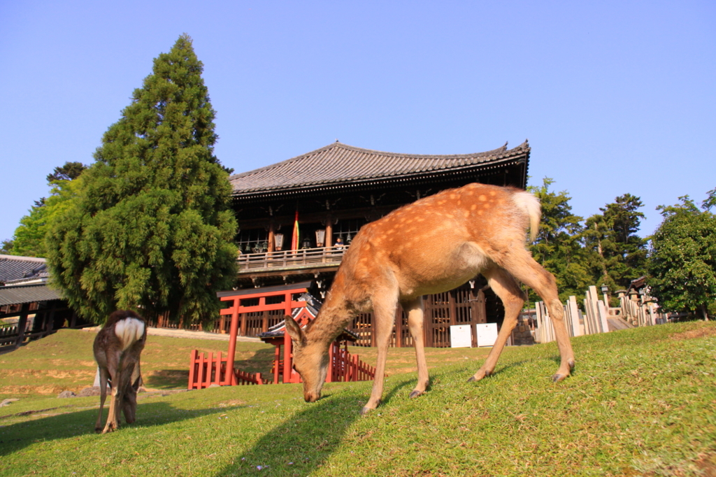 草むしり