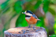 食いしん坊くん