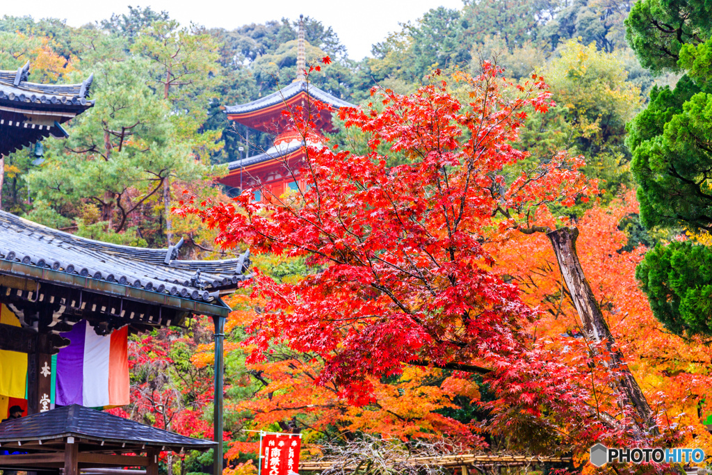 観音寺本堂と医聖堂