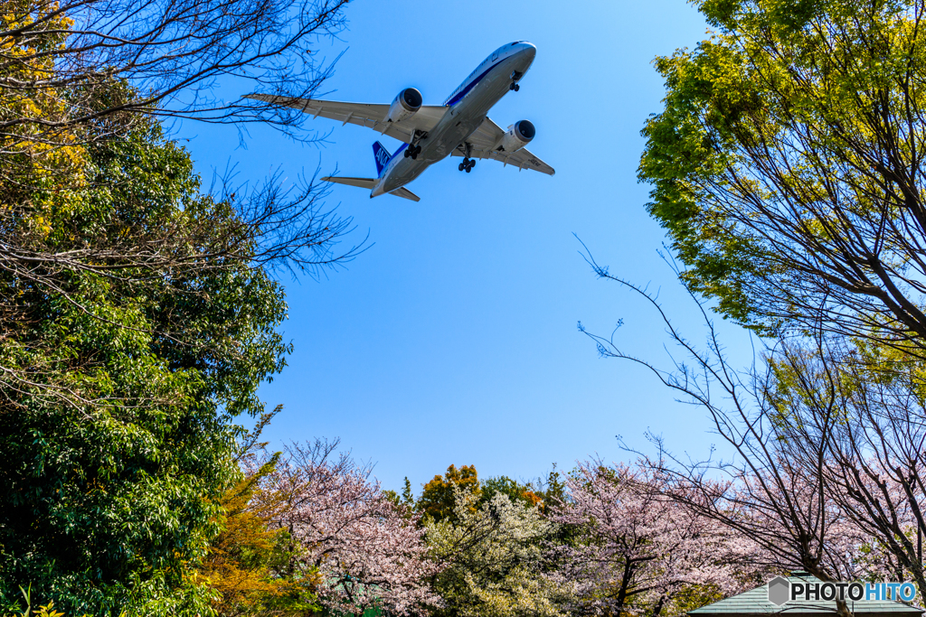 桜ランディング