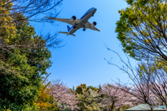 桜ランディング