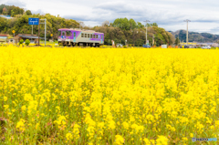 菜の花畑を翔る