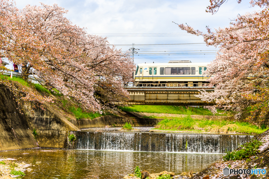 大和路線と桜