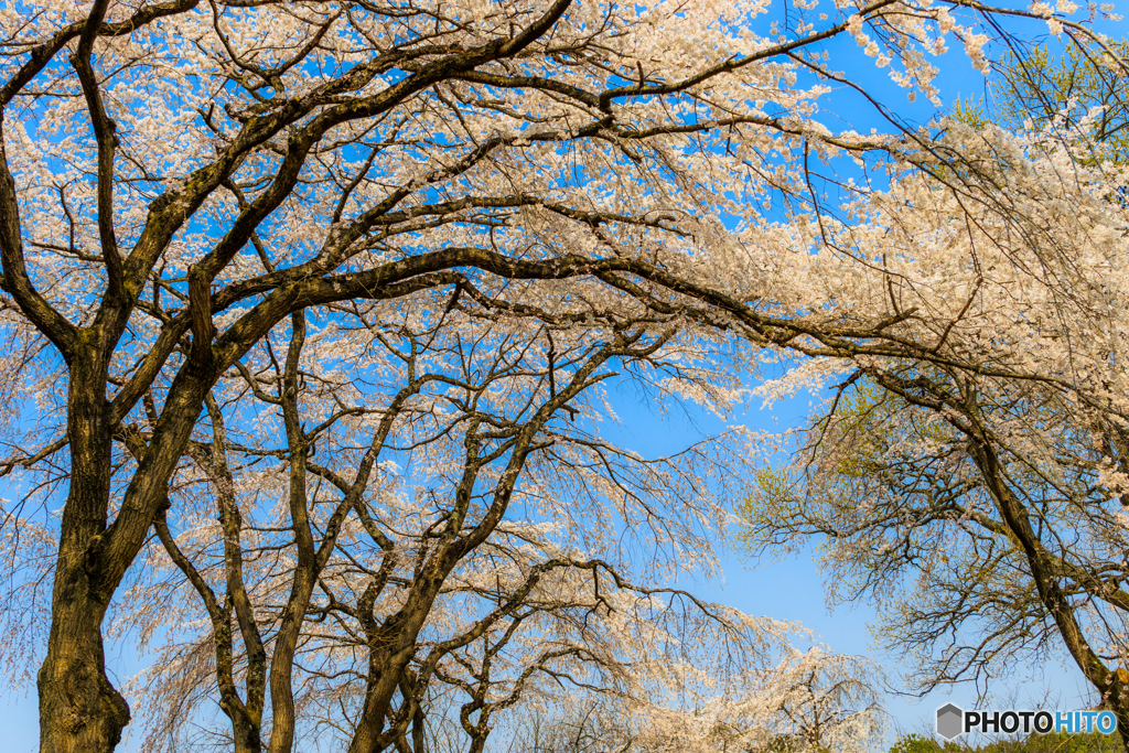 風に舞う糸桜