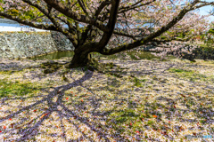 三国堀の散桜