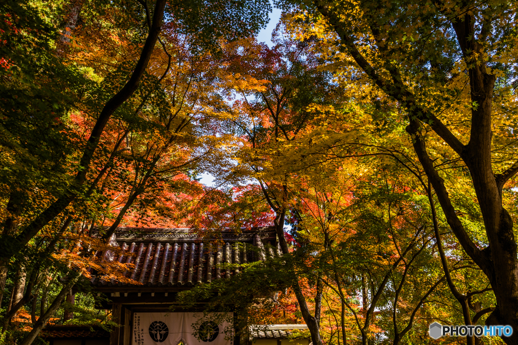 もみじ参道の光明寺