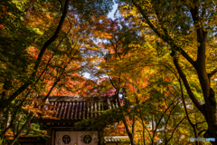 もみじ参道の光明寺