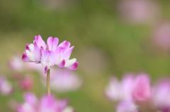 蓮華ひとつ