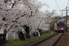 嵐電・桜トンネル