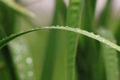 小雨のあと