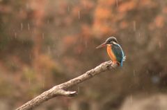 雨ニモマケズ