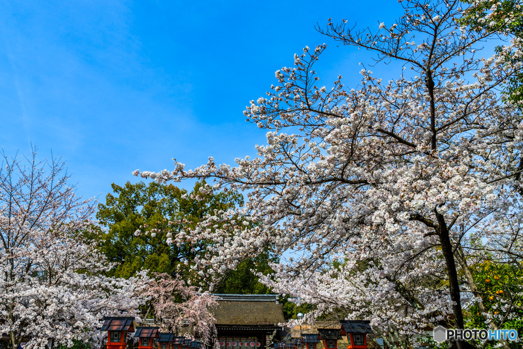 平野神門と桜