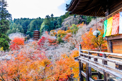 秋色の長谷寺