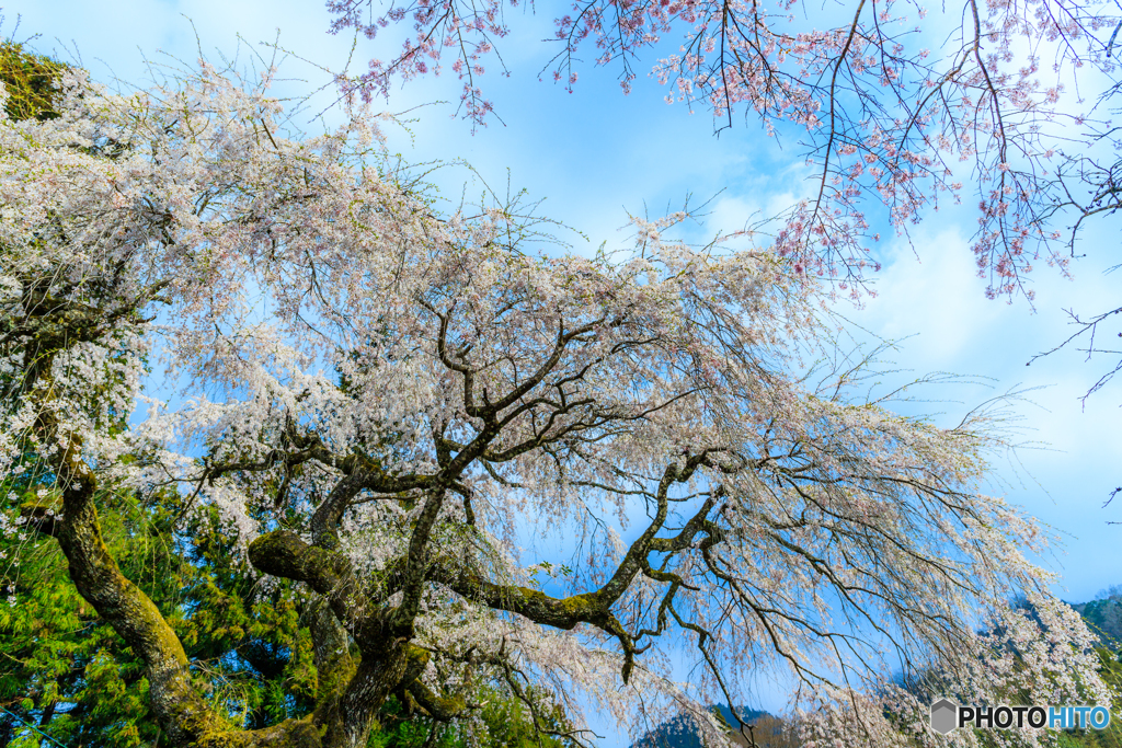 性龍寺の桜