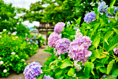 観音寺参道