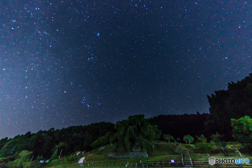 夏夜の又兵衛桜