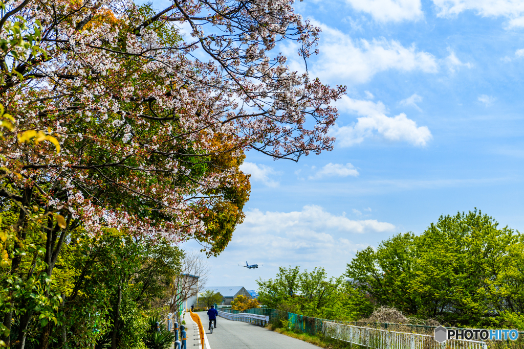 残り桜を探して